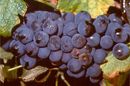 Italy Wine and Gourmet